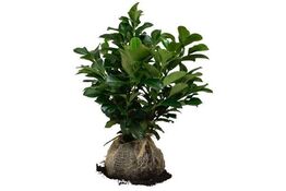 100 stk. Prunus etna 40-50