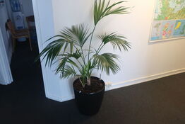2 stk. planter