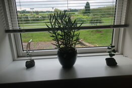 Potteplante / skulturer