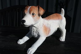 Jack Russel, brun H24 