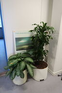 2 stk. planter og plakat