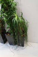 Plante i krukke