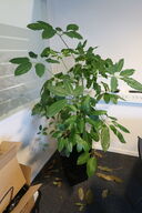 Plante i krukke