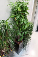 Plante i krukke