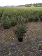 70 stk. Potted Christmas tree mix 3 Abies & Christmas blue