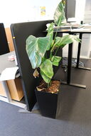 Plante i krukke