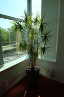 Plante i krukke
