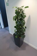 Plante i krukke