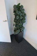 Plante i krukke