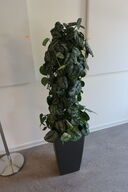 Plante i krukke