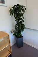Plante i krukke