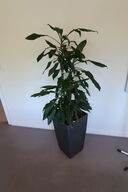 Plante i krukke
