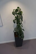 Plante i krukke