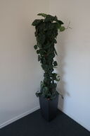Plante i krukke