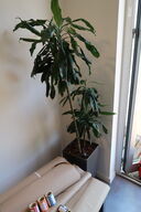 Plante i krukke