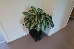 Plante i krukke
