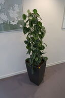 Plante i krukke