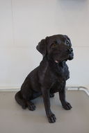 Siddende Labrador brun H50 cm.