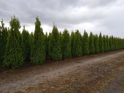 2080 stk. Thuja Smaragd (Læs beskrivelse)