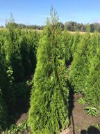 30 stk. Conifers Thuja Smaragd 175-200