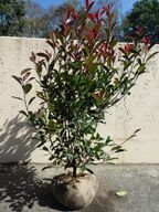 40 stk. Photinia red robin 100-120