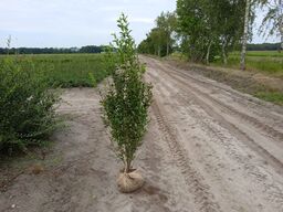 30 stk. Ligustrum 150-175