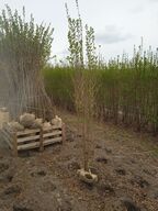 30 stk. Ligustrum 200-225