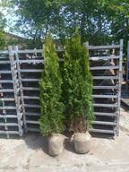 30 stk. Conifers Thuja Smaragd 175-200