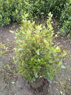 30 stk. Viburnum tinus 60-80