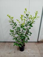 35 stk. Laurel Prunus laurocerasus 'Novita' 125-150