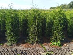 20 stk. Conifers Thuja brabant 200-225