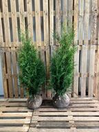 100 stk. Conifers Thuja brabant 80-100