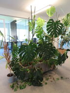 Div. planter og krukker
