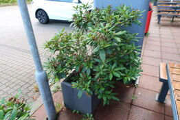 Krukke med plante