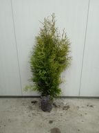 80 stk. Conifers Thuja brabant 100-120