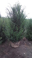 30 stk. Taxus 120-140