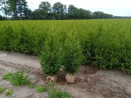 30 stk. Conifers Thuja Brabant 140-160 cm. 