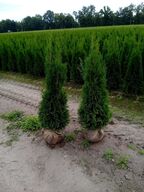 30 stk. Conifers Thuja Smaragd  160-180 cm.