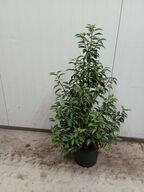 60 stk. Portugese laurel 80-100 cm. 