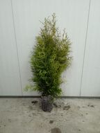 80 stk. Conifers Thuja Brabant 100+ cm. 