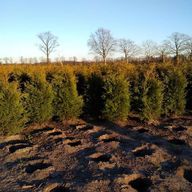 30 stk. Conifers Thuja Brabant 160-180