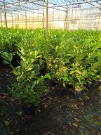 45 stk. Cherry laurel Prunus laurocerasus 'Novita' 125-150