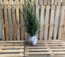 80 stk. Yew taxus 50-80