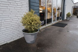 2 stk. Krukker med planter