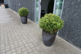 2 stk. Planter i krukker