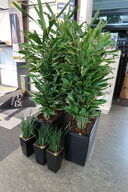 5 stk. Planter