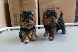 2 stk. Yorkshire Terrier H20 cm. 