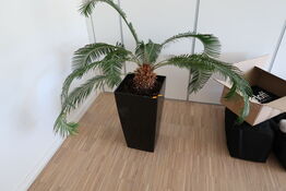 Plante i krukke