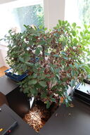 Plante i krukke