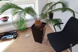 Plante i krukke